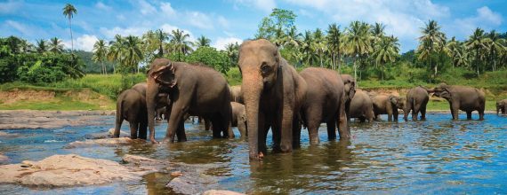 Sri-Lanka
